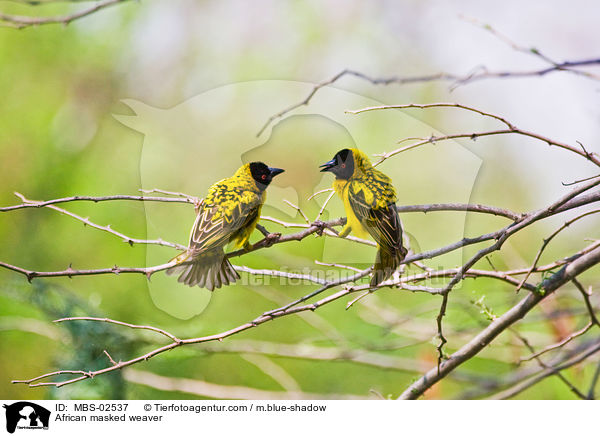 Maskenweber / African masked weaver / MBS-02537