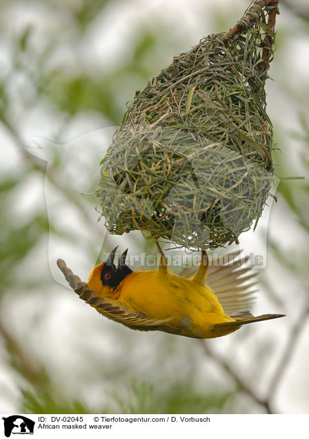 African masked weaver / DV-02045