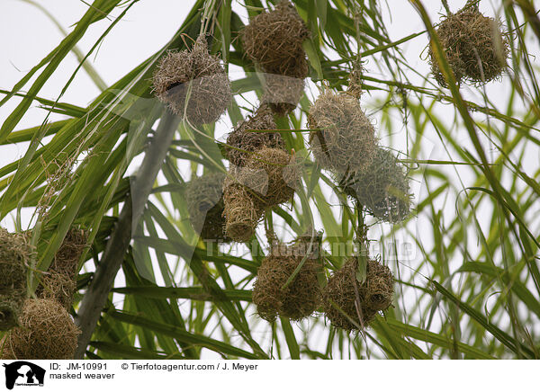 Maskenweber / masked weaver / JM-10991