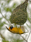 African masked weaver