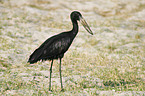 African openbill stork