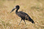 african openbill stork