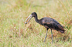 african openbill stork