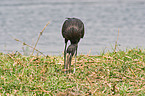 African openbill stork
