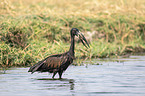 walking Mohrenklaffschnabel