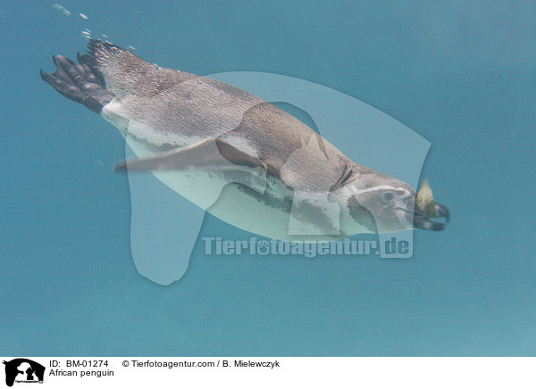 African penguin / BM-01274