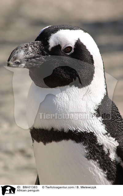 Brillenpinguin / African penguin / BM-01383