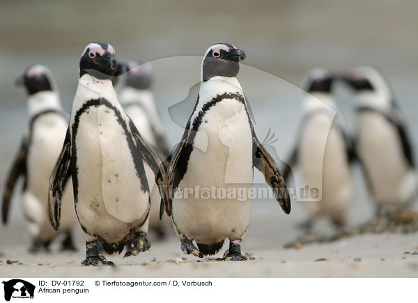 Brillenpinguin / African penguin / DV-01792