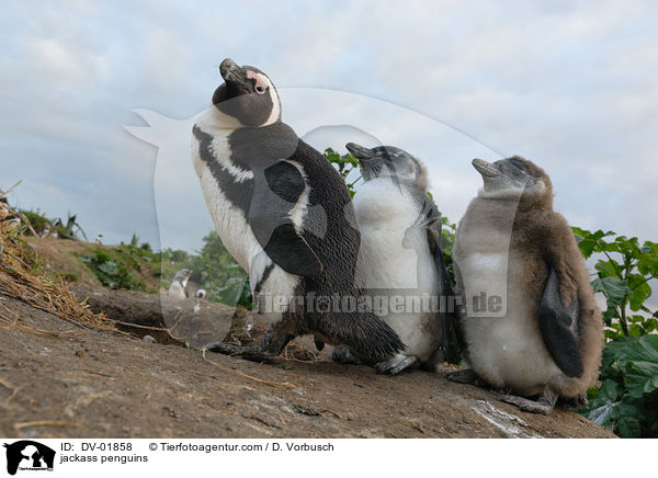 jackass penguins / DV-01858