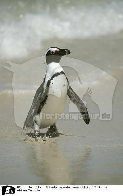 African Penguin / FLPA-03015