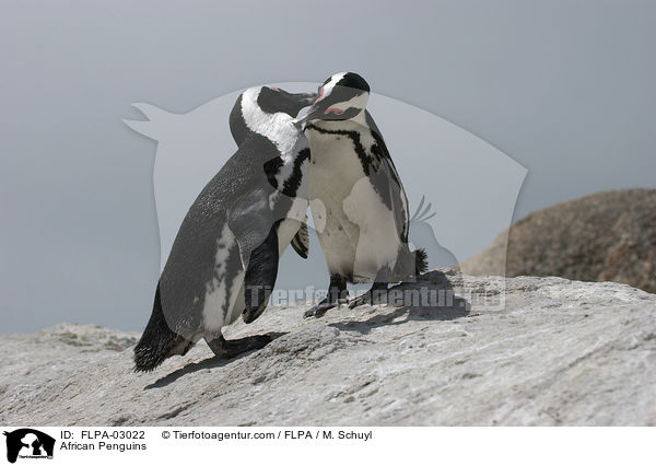African Penguins / FLPA-03022
