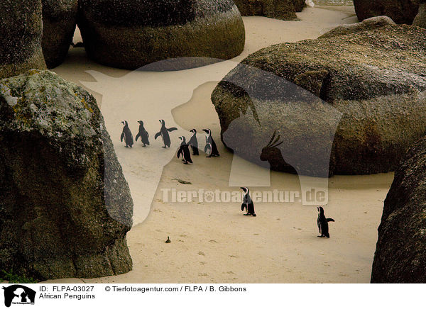 African Penguins / FLPA-03027