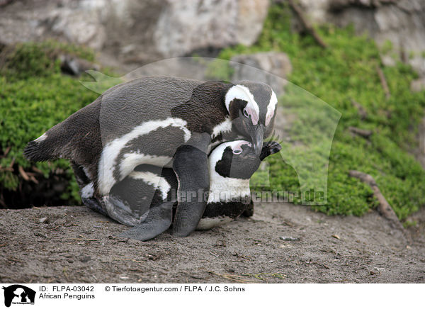 African Penguins / FLPA-03042