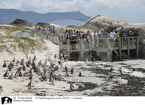Brillenpinguine / African Penguins / FLPA-03055