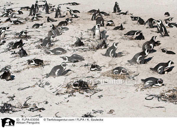 African Penguins / FLPA-03056