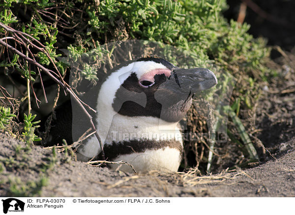 African Penguin / FLPA-03070