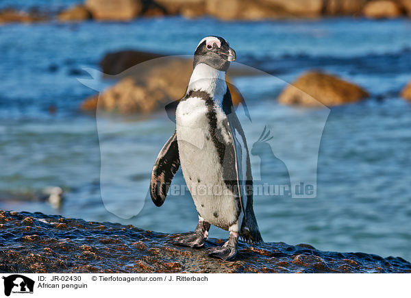 African penguin / JR-02430