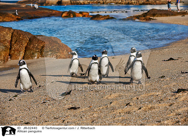 African penguins / JR-02440