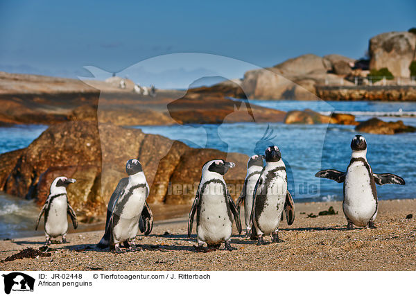 African penguins / JR-02448