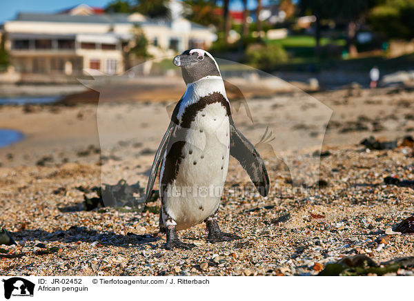 African penguin / JR-02452