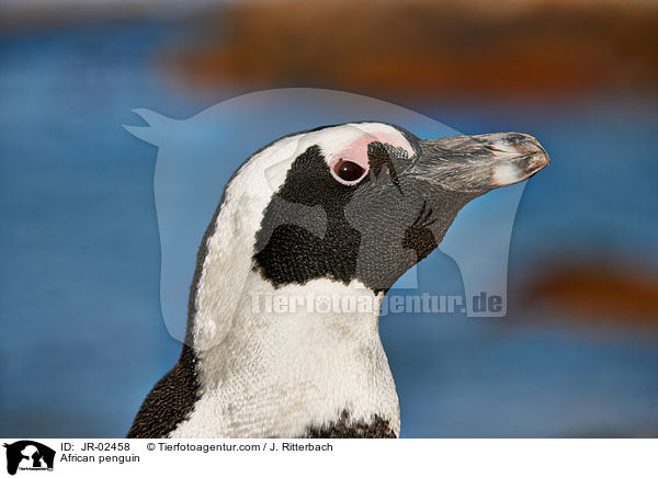 African penguin / JR-02458
