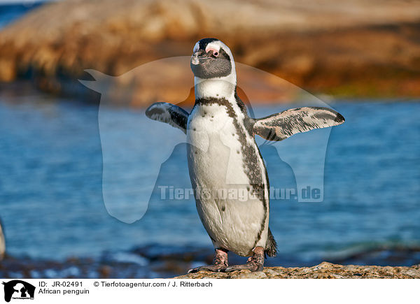 African penguin / JR-02491