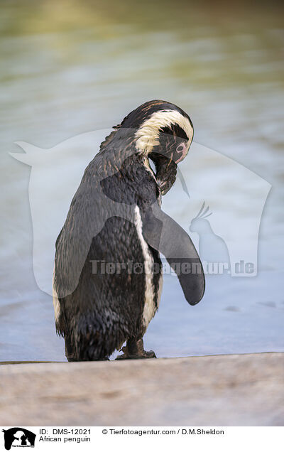 Brillenpinguin / African penguin / DMS-12021