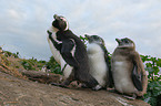 jackass penguins