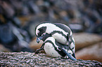 African penguins