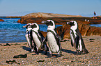 African penguins