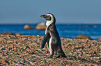 African penguin