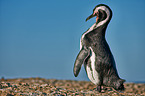 African penguin