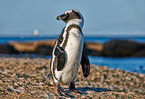 African penguin