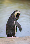 African penguin