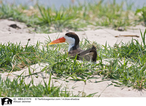 Afrikanischer Scherenschnabel / African skimmer / MBS-01576