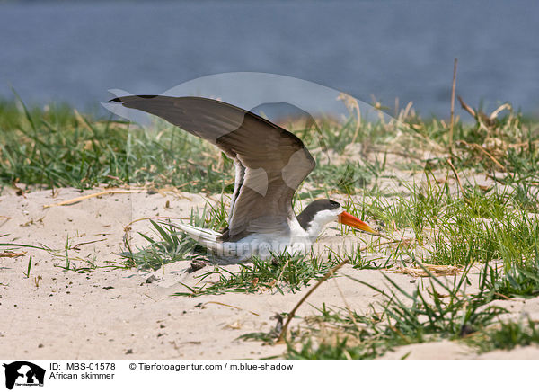 Afrikanischer Scherenschnabel / African skimmer / MBS-01578
