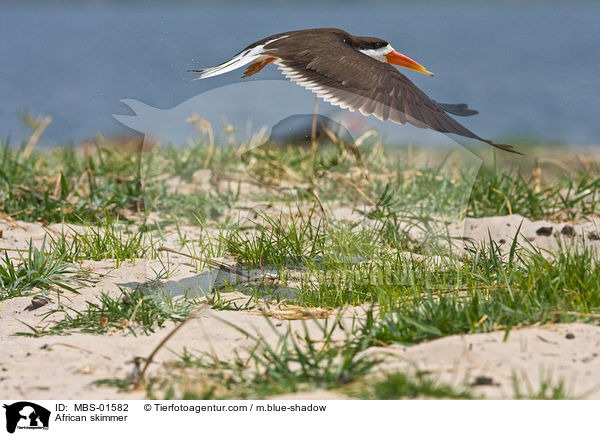 Afrikanischer Scherenschnabel / African skimmer / MBS-01582