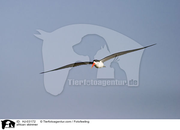 african skimmer / HJ-03172