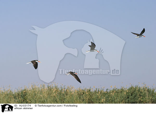 african skimmer / HJ-03174