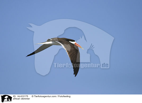 african skimmer / HJ-03175