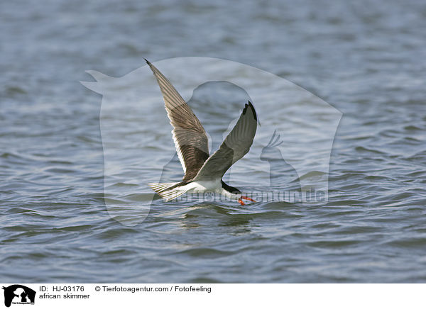 african skimmer / HJ-03176