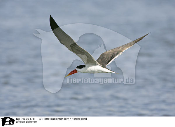 african skimmer / HJ-03178