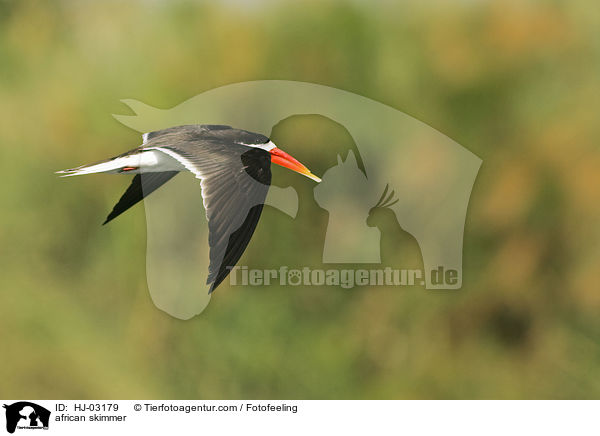 african skimmer / HJ-03179