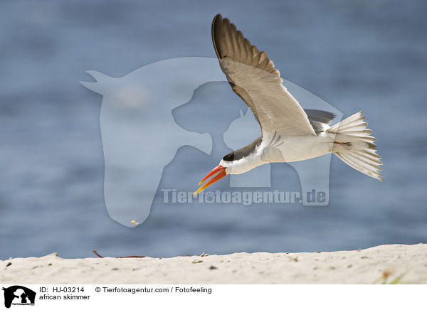 african skimmer / HJ-03214