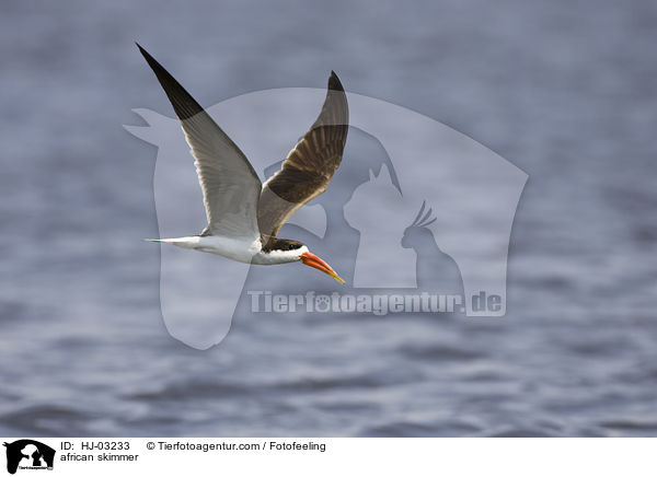 Braunmantel-Scherenschnabel / african skimmer / HJ-03233