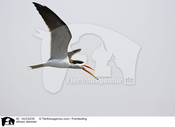 african skimmer / HJ-03235