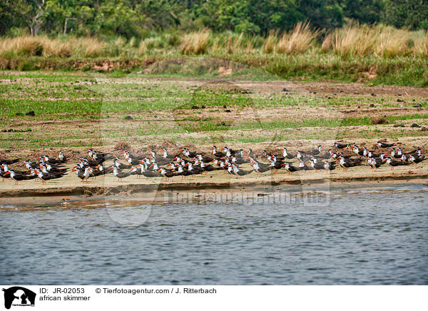 Braunmantel-Scherenschnbel / african skimmer / JR-02053