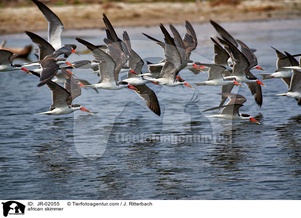 african skimmer / JR-02055
