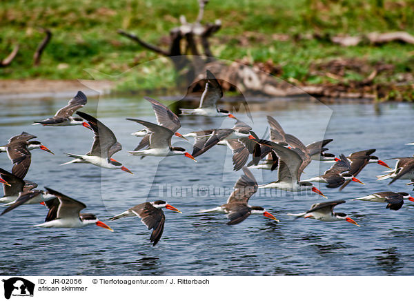 african skimmer / JR-02056