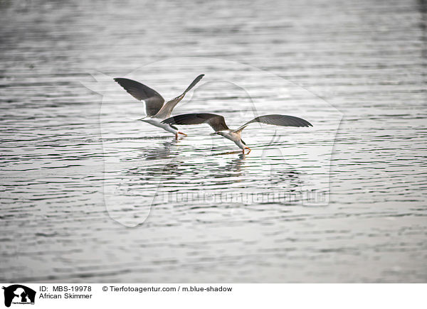 African Skimmer / MBS-19978